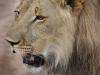 Löwe Phezulu Lion encounter-min