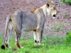 Lion Encounter Zimbabwe Löwin Pendo-min