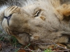 Lion encounter Phezulu Zimbabwe 1-min