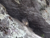 Hase in einer Feldspalte in Machu Picchu