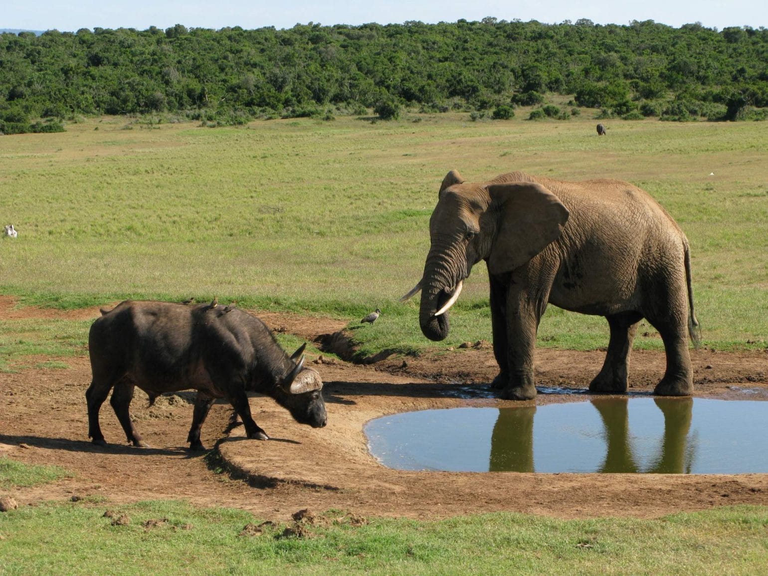 Elefant und Büffel im Addo Nationalpark