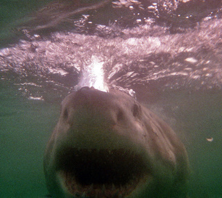 Der Große Weiße Hai - er schwimmt mit geöffnetem Maul auf den Köder zu. Foto: (c)nikkiundmichi.de