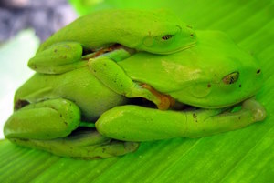 Grüne Frösche in Costa Rica. Reisebericht und Foto: www.nikkiundmichi.de