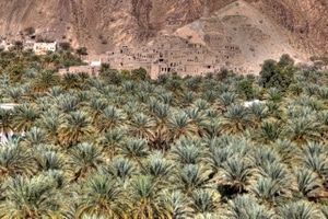 Oase im Oman: Dattelpalmen inmitten der kargen Landschaft.