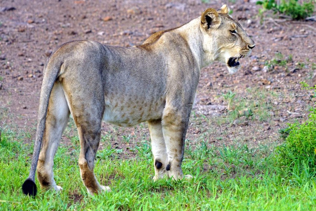 Lion Encounter Zimbabwe Löwin Pendo-min