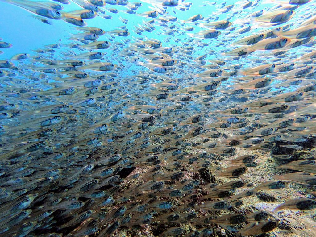 Tauchen Silhouette Island Jungfische