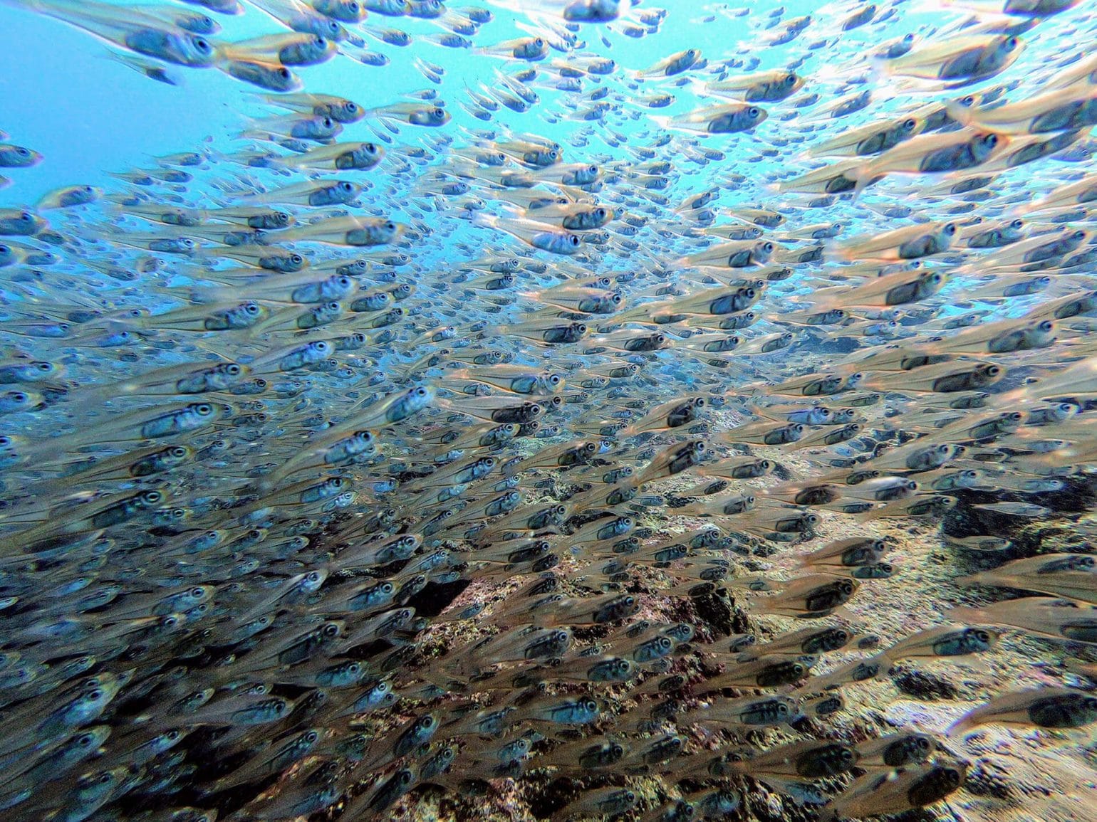 Tauchen Silhouette Island Jungfische