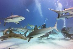 Haifütterung auf den Bahamas mit Stuart Coves