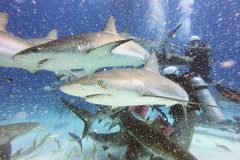 Haie Haifütterung Bahamas