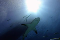 Tauchgang mit Haien Bahamas